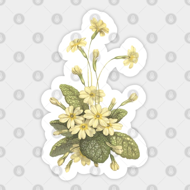 Primrose Flower Vintage Botanical Illustration Sticker by Biophilia